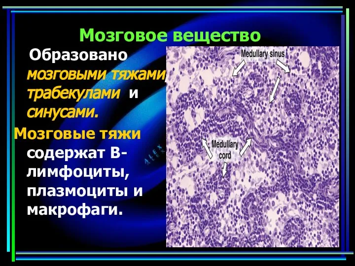 Мозговое вещество Образовано мозговыми тяжами, трабекулами и синусами. Мозговые тяжи содержат В-лимфоциты, плазмоциты и макрофаги.