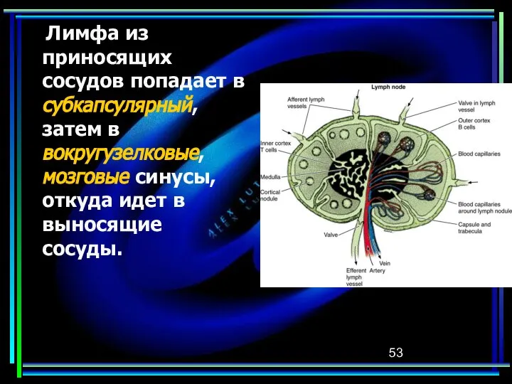 Лимфа из приносящих сосудов попадает в субкапсулярный, затем в вокругузелковые, мозговые