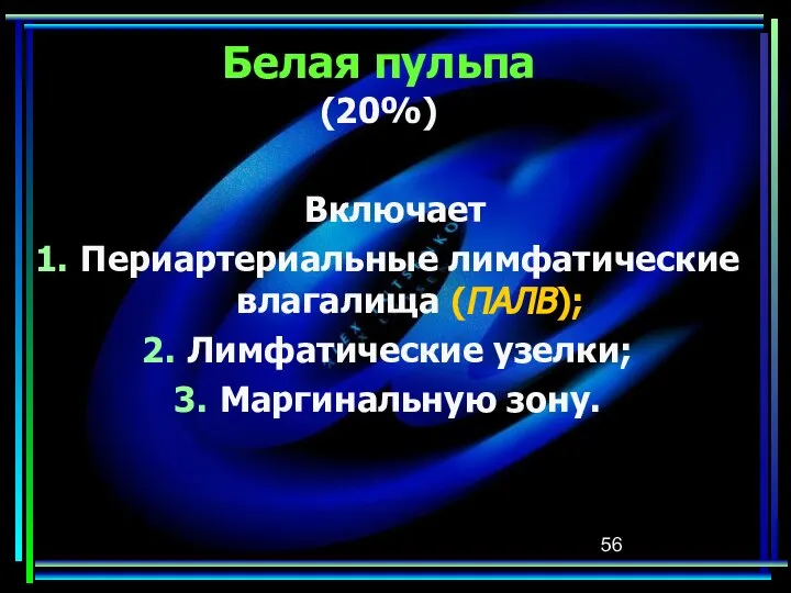 Белая пульпа (20%) Включает Периартериальные лимфатические влагалища (ПАЛВ); Лимфатические узелки; Маргинальную зону.