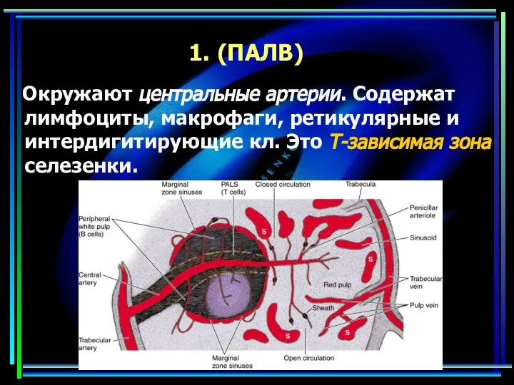 1. (ПАЛВ) Окружают центральные артерии. Содержат лимфоциты, макрофаги, ретикулярные и интердигитирующие кл. Это Т-зависимая зона селезенки.