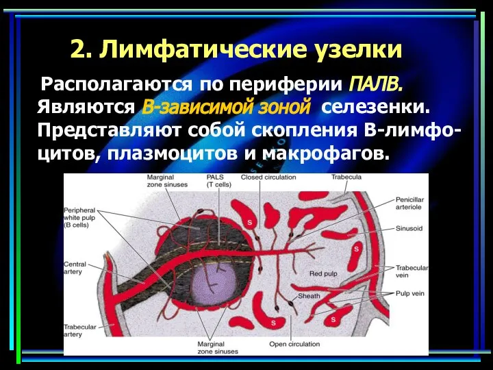 2. Лимфатические узелки Располагаются по периферии ПАЛВ. Являются В-зависимой зоной селезенки.