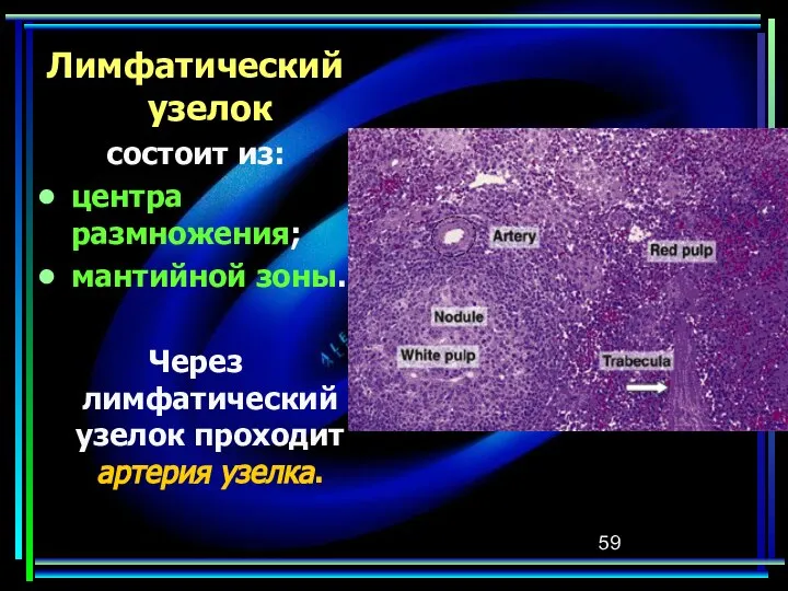 Лимфатический узелок состоит из: центра размножения; мантийной зоны. Через лимфатический узелок проходит артерия узелка.