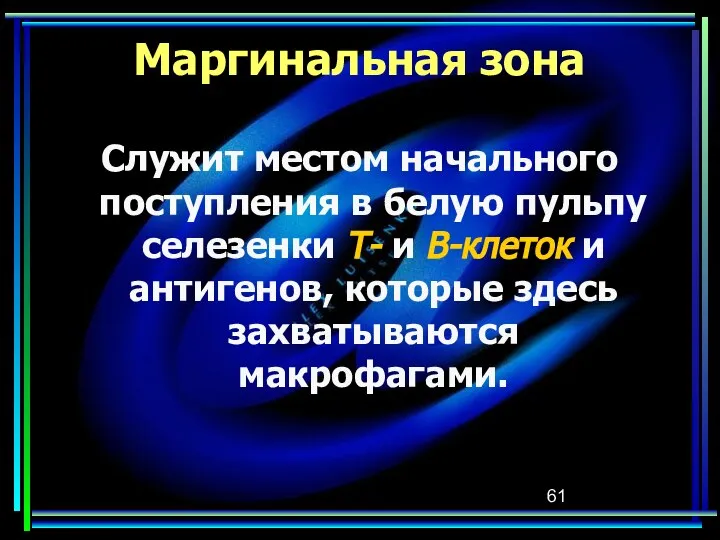 Маргинальная зона Служит местом начального поступления в белую пульпу селезенки Т-