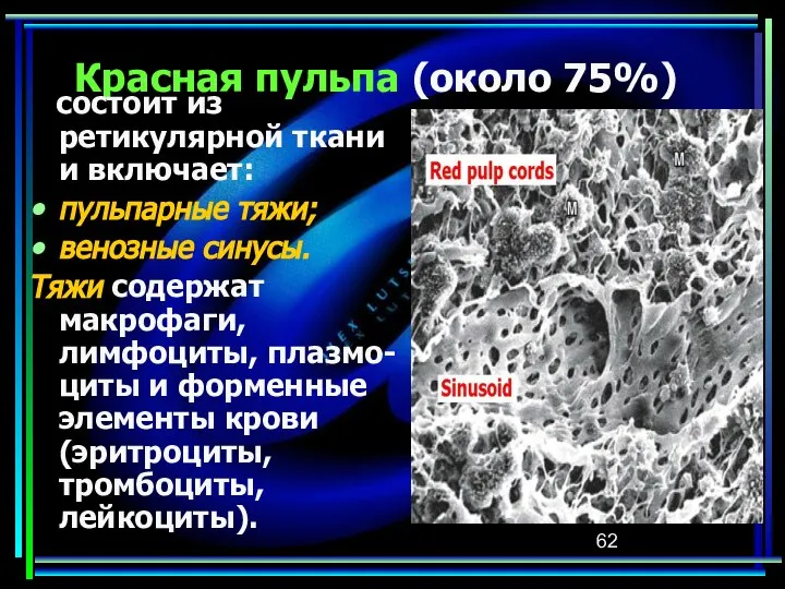 Красная пульпа (около 75%) состоит из ретикулярной ткани и включает: пульпарные