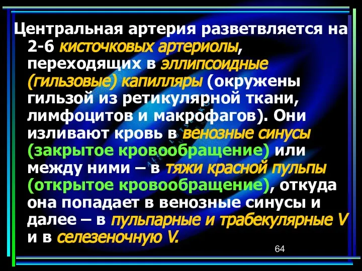 Центральная артерия разветвляется на 2-6 кисточковых артериолы, переходящих в эллипсоидные (гильзовые)