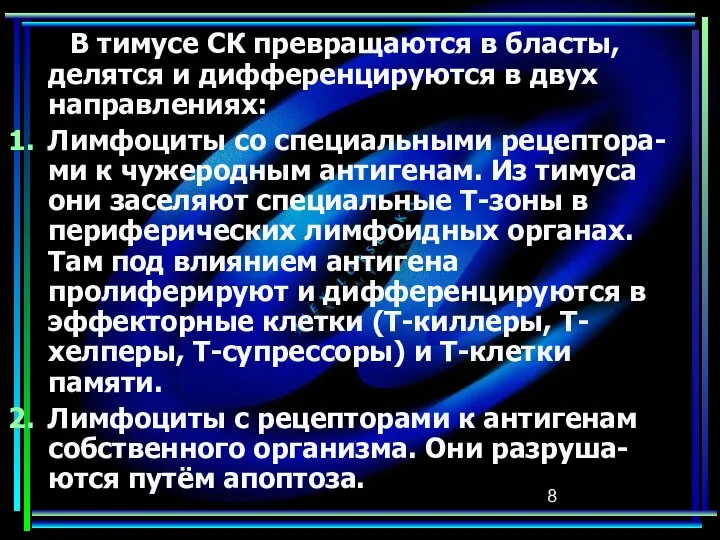 В тимусе СК превращаются в бласты, делятся и дифференцируются в двух