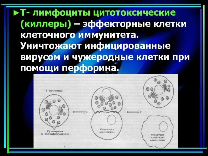 ►Т- лимфоциты цитотоксические (киллеры) – эффекторные клетки клеточного иммунитета. Уничтожают инфицированные