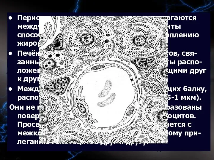 09/02/2023 Перисинусоидальные липоциты располагаются между соседними гепатоцитами. Липоциты способны к волокнообразованию