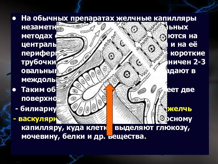 09/02/2023 На обычных препаратах желчные капилляры незаметны и выявляются при специальных