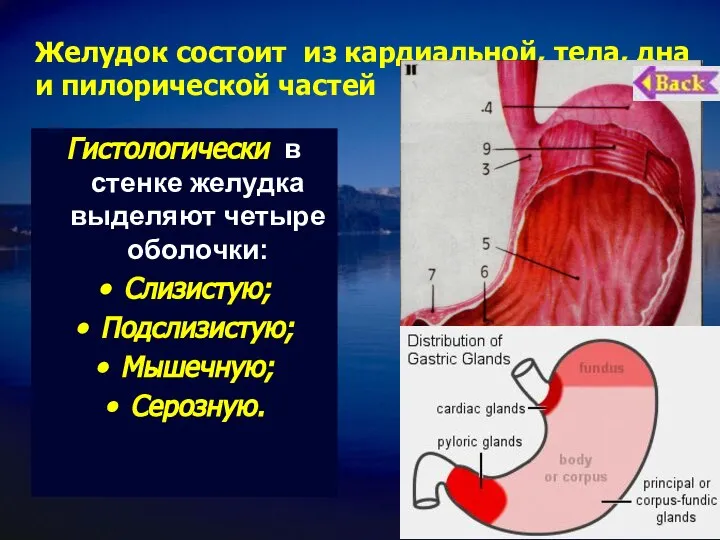 Желудок состоит из кардиальной, тела, дна и пилорической частей Гистологически в