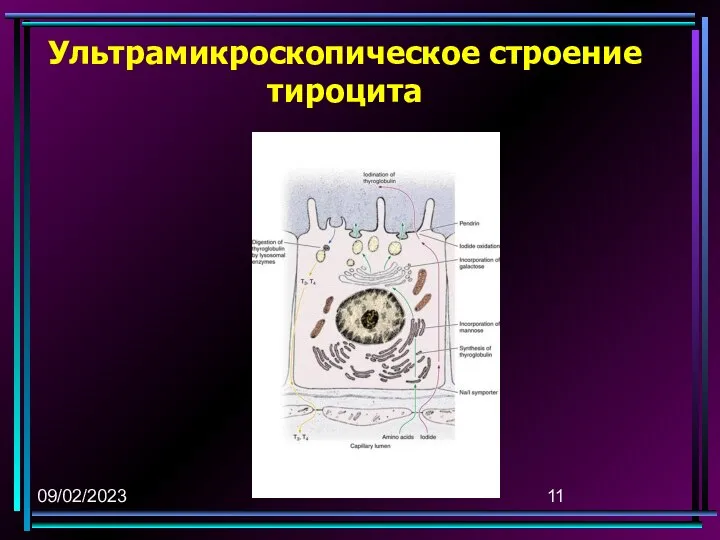 09/02/2023 Ультрамикроскопическое строение тироцита