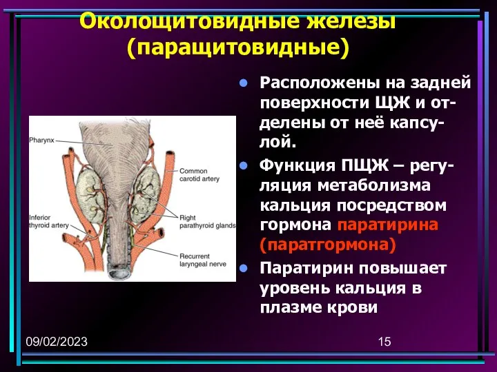 09/02/2023 Околощитовидные железы (паращитовидные) Расположены на задней поверхности ЩЖ и от-делены