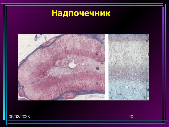 09/02/2023 Надпочечник