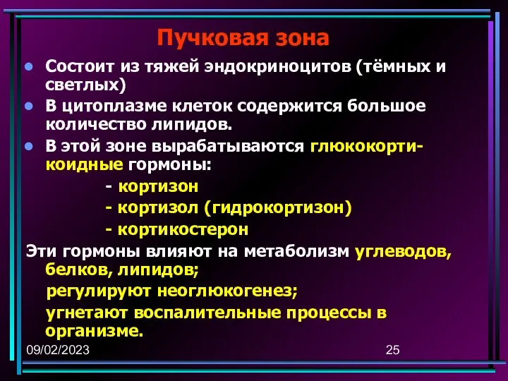 09/02/2023 Пучковая зона Состоит из тяжей эндокриноцитов (тёмных и светлых) В