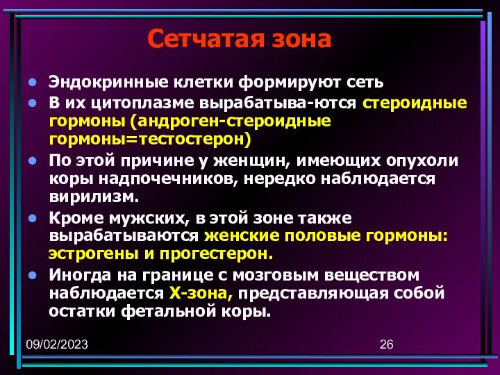 09/02/2023 Сетчатая зона Эндокринные клетки формируют сеть В их цитоплазме вырабатыва-ются