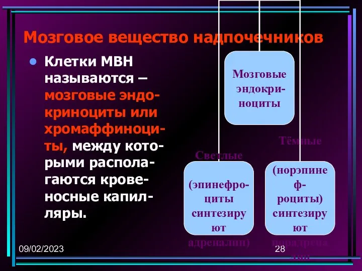 09/02/2023 Мозговое вещество надпочечников Клетки МВН называются – мозговые эндо-криноциты или