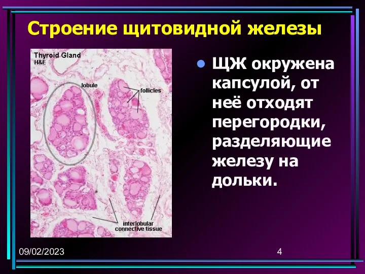 09/02/2023 Строение щитовидной железы ЩЖ окружена капсулой, от неё отходят перегородки, разделяющие железу на дольки.