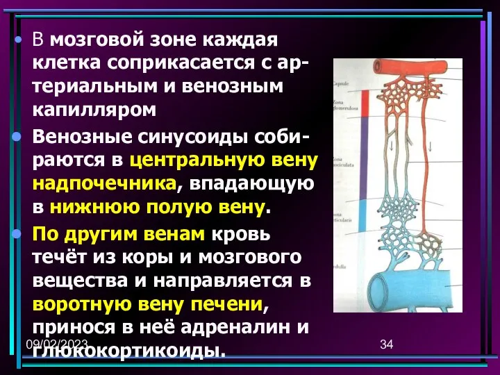 09/02/2023 В мозговой зоне каждая клетка соприкасается с ар-териальным и венозным