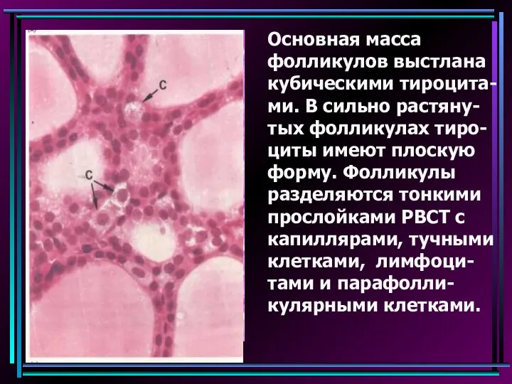 Основная масса фолликулов выстлана кубическими тироцита-ми. В сильно растяну-тых фолликулах тиро-циты