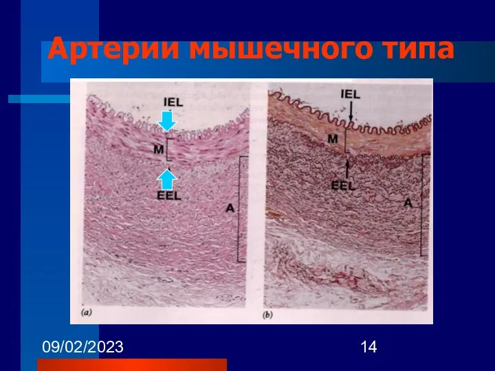 09/02/2023 Артерии мышечного типа