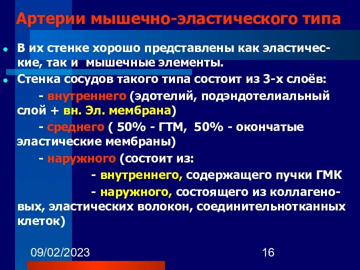 09/02/2023 В их стенке хорошо представлены как эластичес-кие, так и мышечные