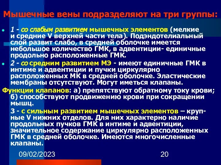 09/02/2023 Мышечные вены подразделяют на три группы: 1 - со слабым