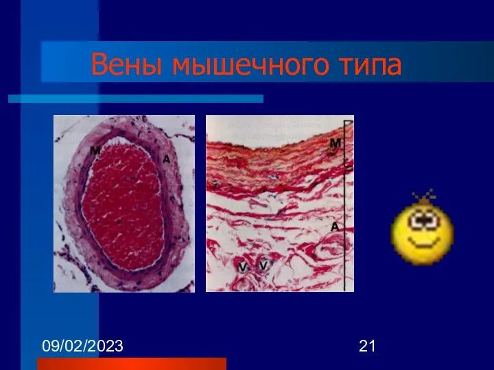 09/02/2023 Вены мышечного типа