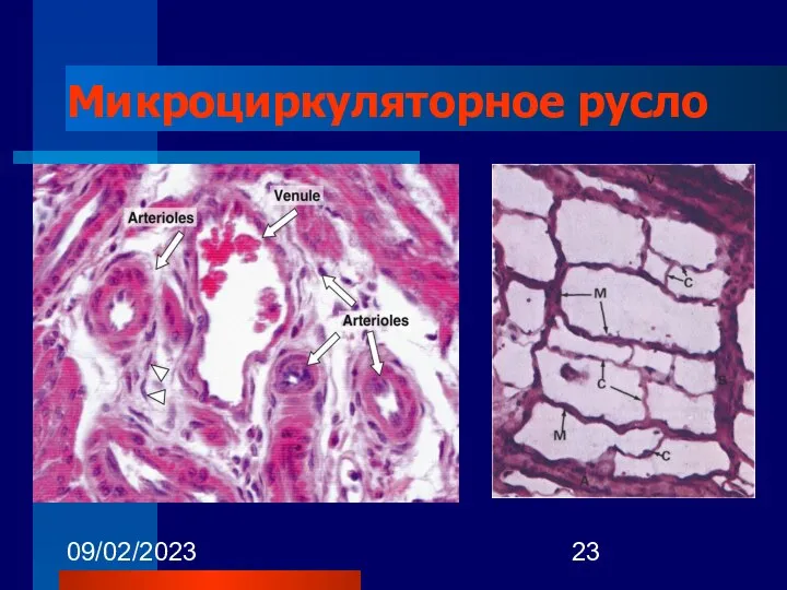 09/02/2023 Микроциркуляторное русло