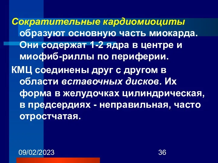 09/02/2023 Сократительные кардиомиоциты образуют основную часть миокарда. Они содержат 1-2 ядра