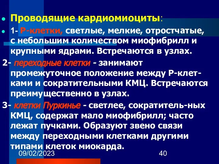 09/02/2023 Проводящие кардиомиоциты: 1- Р-клетки, светлые, мелкие, отростчатые, с небольшим количеством