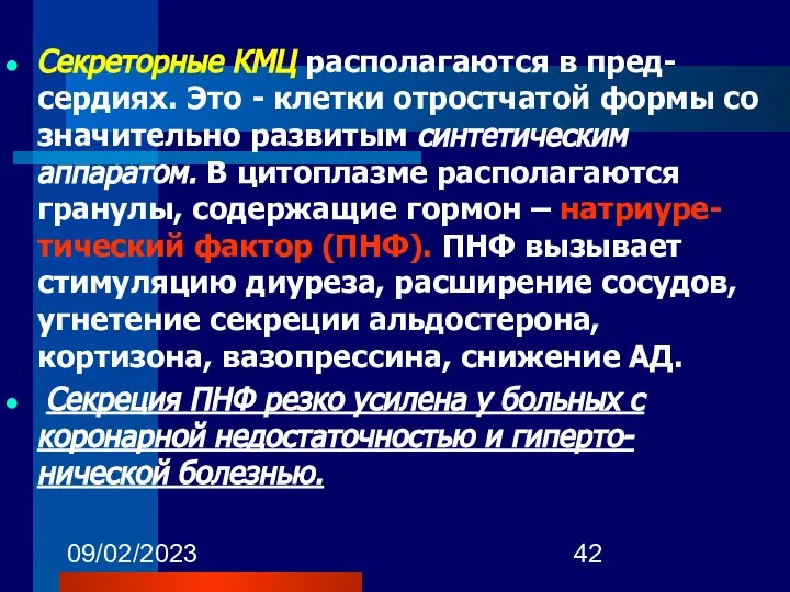 09/02/2023 Секреторные КМЦ располагаются в пред-сердиях. Это - клетки отростчатой формы