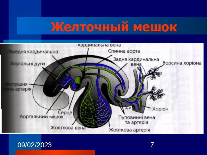 09/02/2023 Желточный мешок