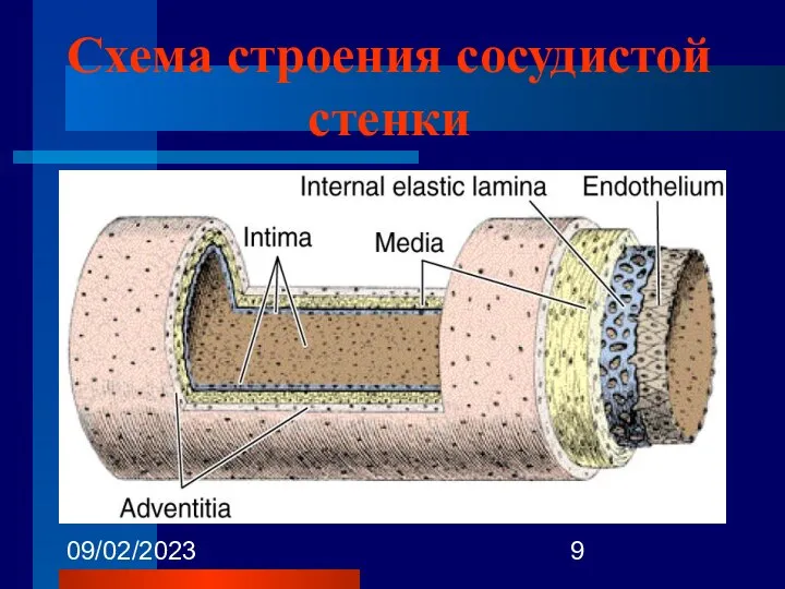 09/02/2023 Схема строения сосудистой стенки