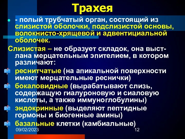 09/02/2023 Трахея - полый трубчатый орган, состоящий из слизистой оболочки, подслизистой