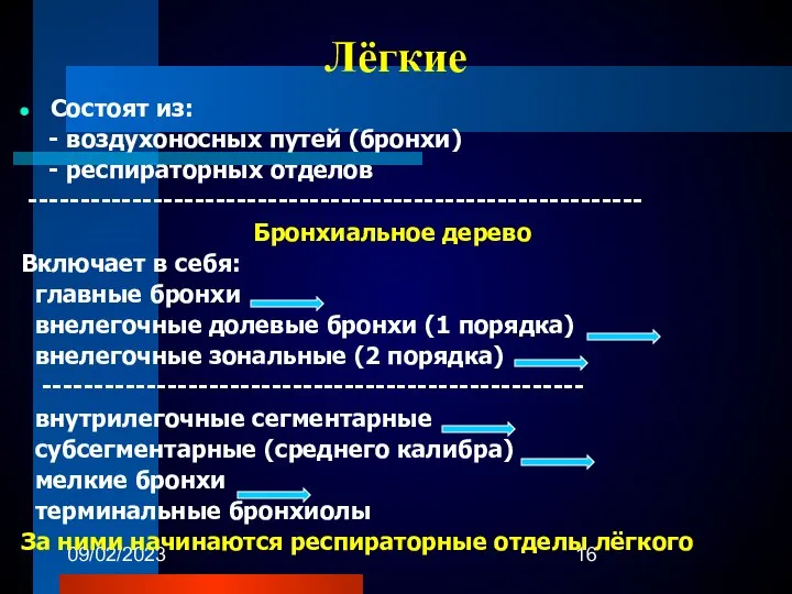 09/02/2023 Лёгкие Состоят из: - воздухоносных путей (бронхи) - респираторных отделов