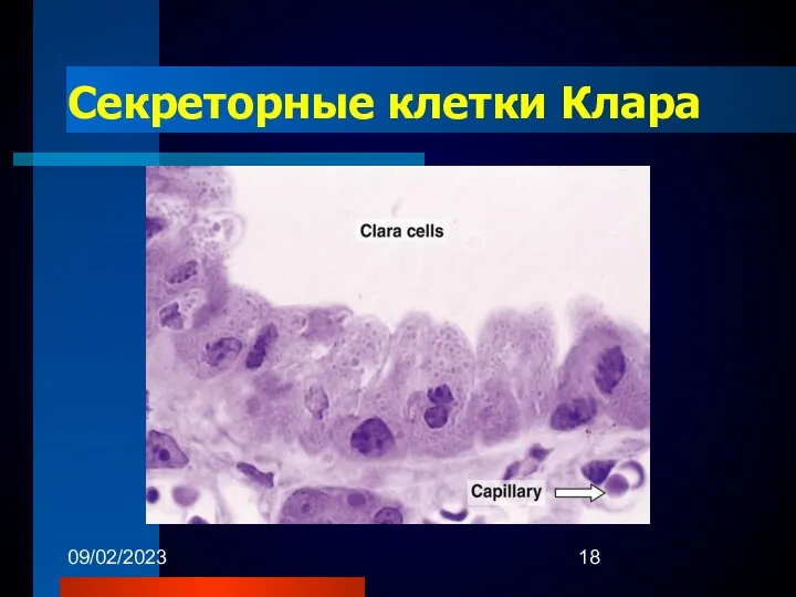 09/02/2023 Секреторные клетки Клара