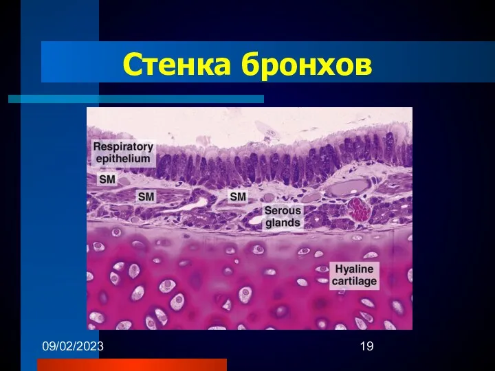 09/02/2023 Стенка бронхов