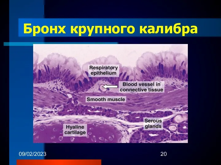 09/02/2023 Бронх крупного калибра