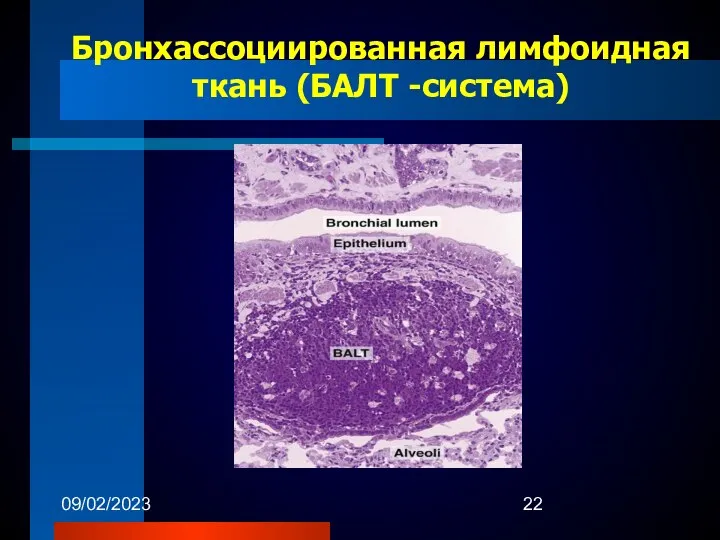 09/02/2023 Бронхассоциированная лимфоидная ткань (БАЛТ -система)