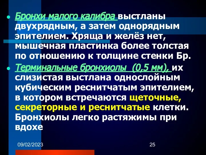 09/02/2023 Бронхи малого калибра выстланы двухрядным, а затем однорядным эпителием. Хряща