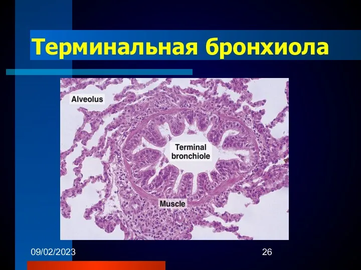 09/02/2023 Терминальная бронхиола