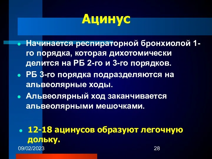 09/02/2023 Ацинус Начинается респираторной бронхиолой 1-го порядка, которая дихотомически делится на