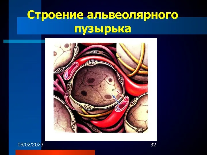 09/02/2023 Строение альвеолярного пузырька