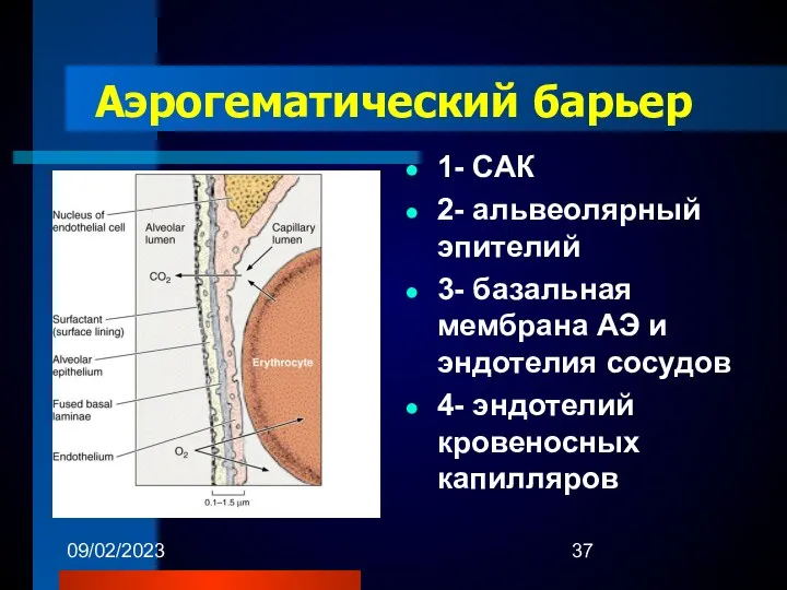 09/02/2023 Аэрогематический барьер 1- САК 2- альвеолярный эпителий 3- базальная мембрана