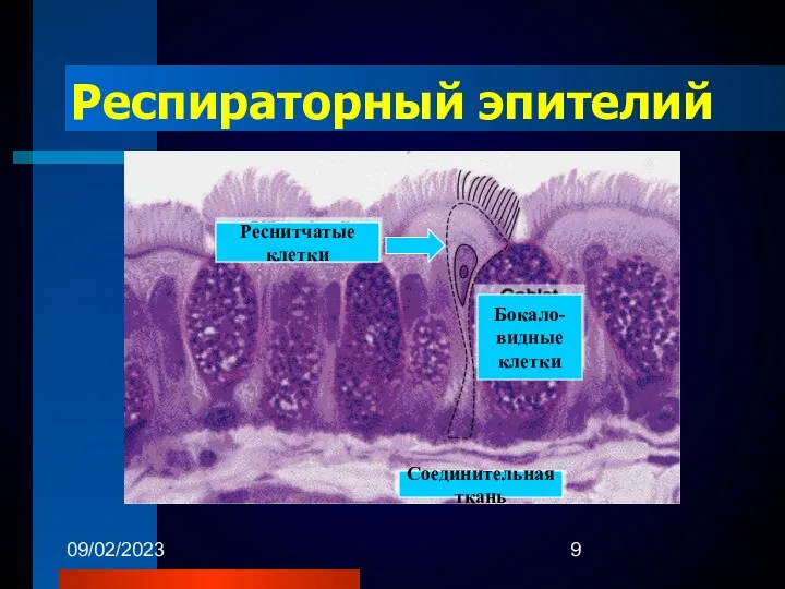 09/02/2023 Респираторный эпителий Бокало- видные клетки Реснитчатые клетки Соединительная ткань