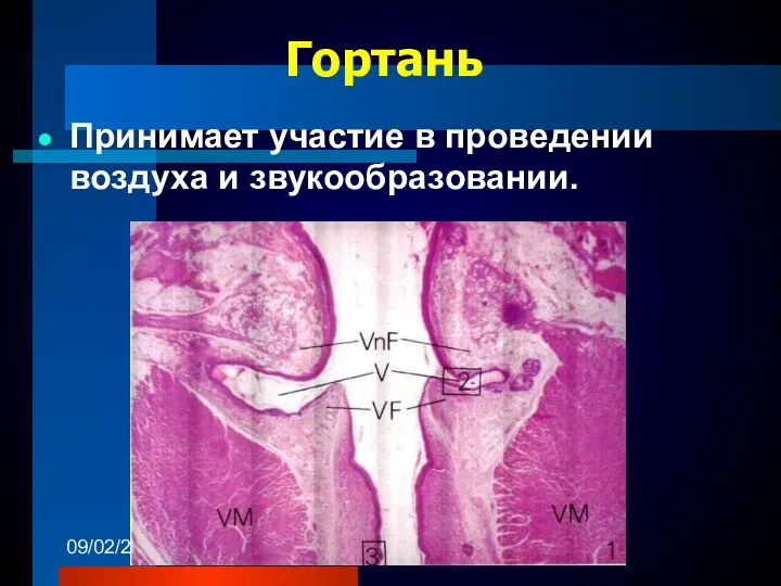 09/02/2023 Гортань Принимает участие в проведении воздуха и звукообразовании.