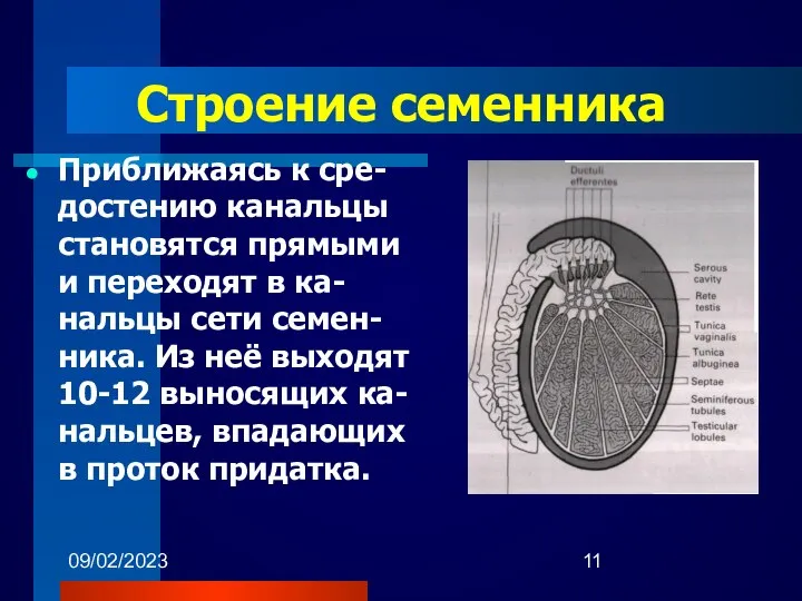 09/02/2023 Строение семенника Приближаясь к сре-достению канальцы становятся прямыми и переходят