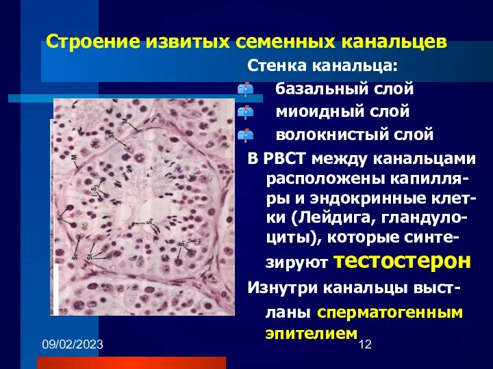 09/02/2023 Строение извитых семенных канальцев Стенка канальца: базальный слой миоидный слой