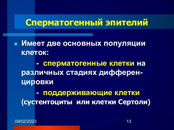 09/02/2023 Сперматогенный эпителий Имеет две основных популяции клеток: - сперматогенные клетки