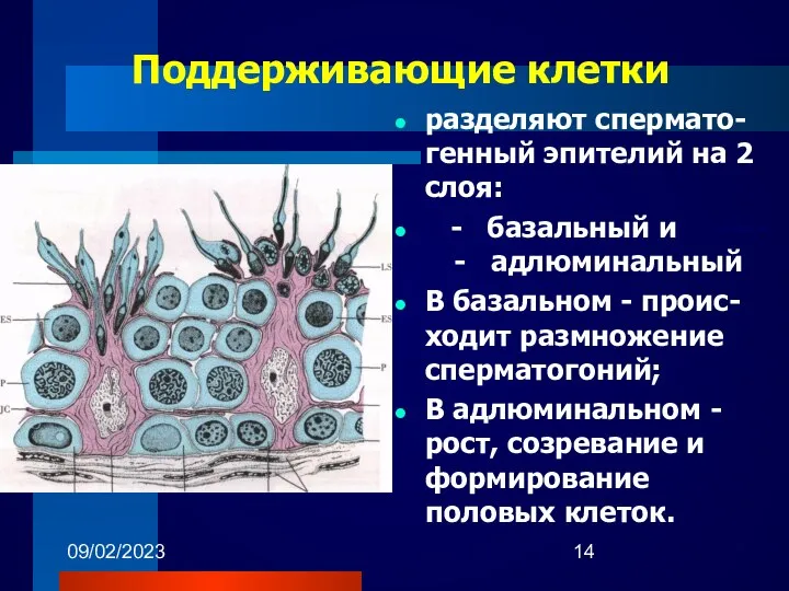 09/02/2023 Поддерживающие клетки разделяют спермато-генный эпителий на 2 слоя: - базальный